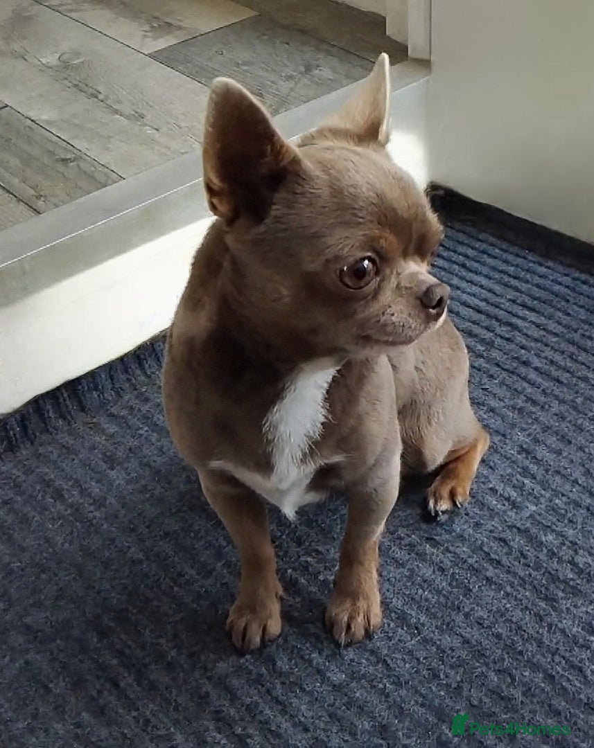 Chihuahua dogs KC reg - Health tested - PROVEN  - Advert 4