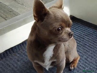 Chihuahua dogs KC reg - Health tested - PROVEN - Advert 4