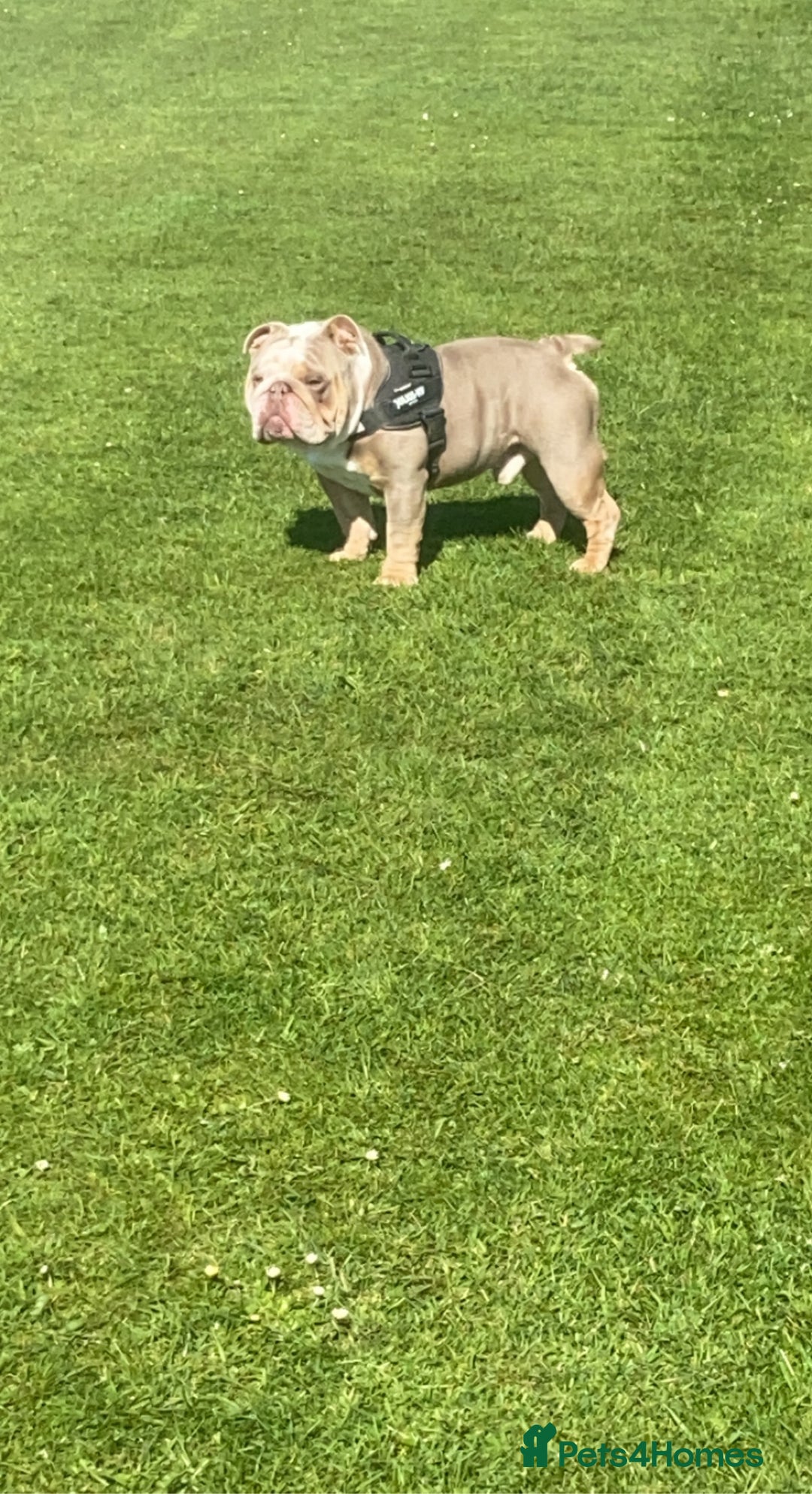 English Bulldog dogs for stud: English bulldog lilac and tan STUD ONLY‼️‼️NFS‼️‼️ in Rotherham - Advert 5