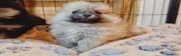 Pomeranian dogs for sale: 1 girl left - KC registered pomeranian puppies - Advert 38