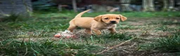 Goldador dogs for sale: Beautiful Red Goldador KC Reg Parents - Advert 12