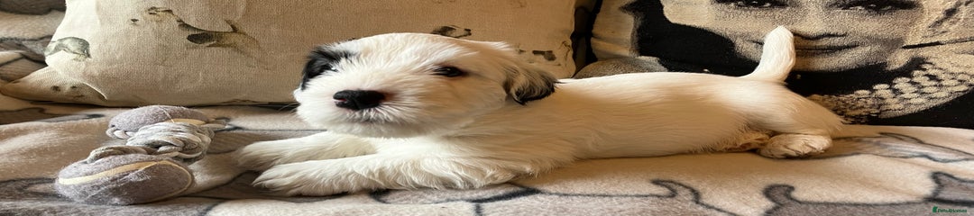 Sealyham Terrier Puppy 2