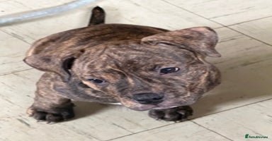 Mixed Breed dogs - Advert 2