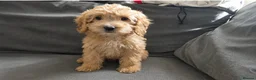 Cockapoo dogs for sale: F1 cockapoo last two boys ready now - Advert 4