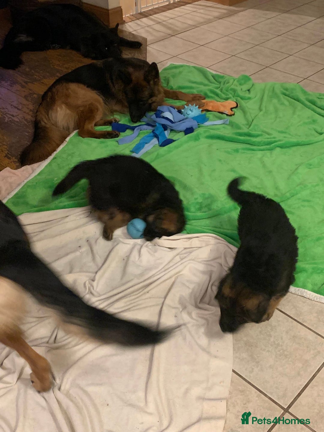 German Shepherd dogs for sale: For sale German Shepherd puppies - Advert 17