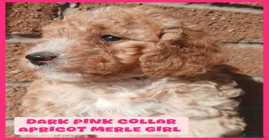 Cockapoo dogs - Advert 14