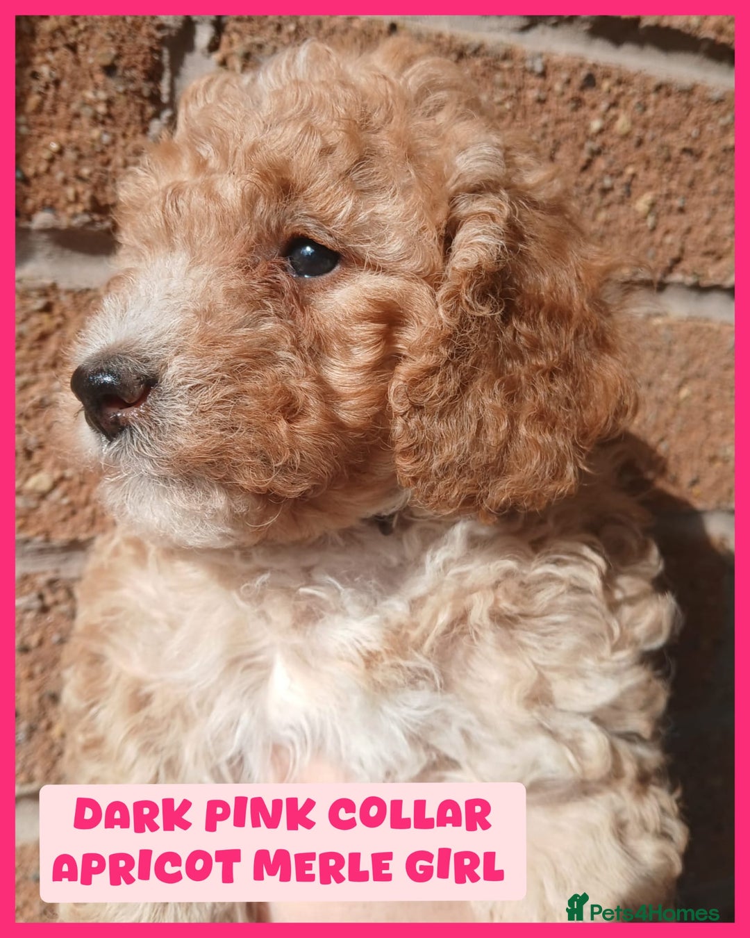 Cockapoo dogs for sale: READY NOW 5* F2B Apricot Merle Cockapoos - Image 3