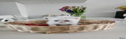 British Shorthair cats for sale: 🐾 🥰 British Shorthair Kittens 🥰🐾 - Advert 13