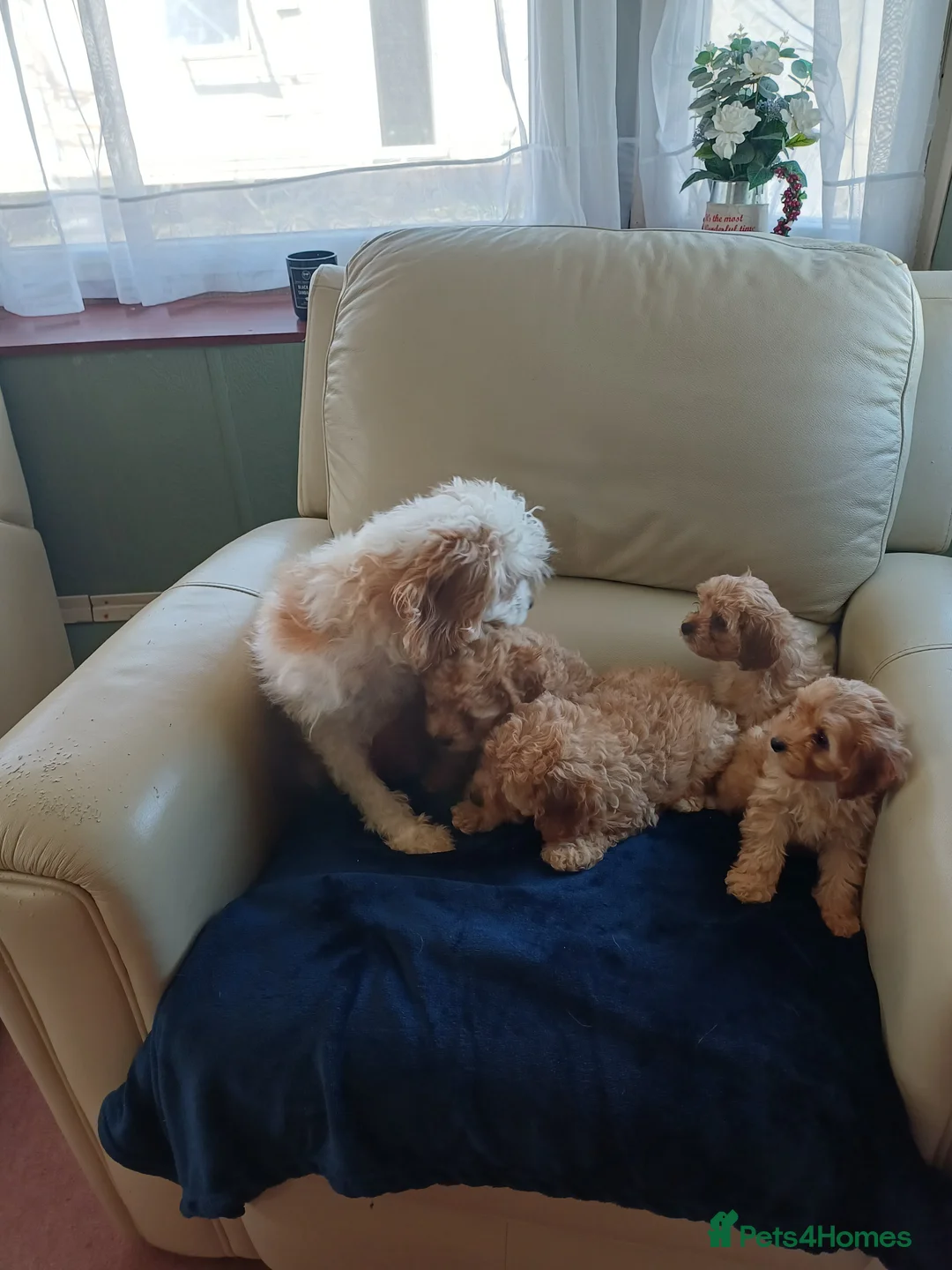 Cavapoo dogs for sale: F2B generation  cavapoo puppy's  in Baldock - Advert 2