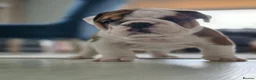 English Bulldog dogs for sale: ✨ CHAMPION SIRED BULLDOG PUPPIES AVAILABLE 🚨🏆 - Advert 9