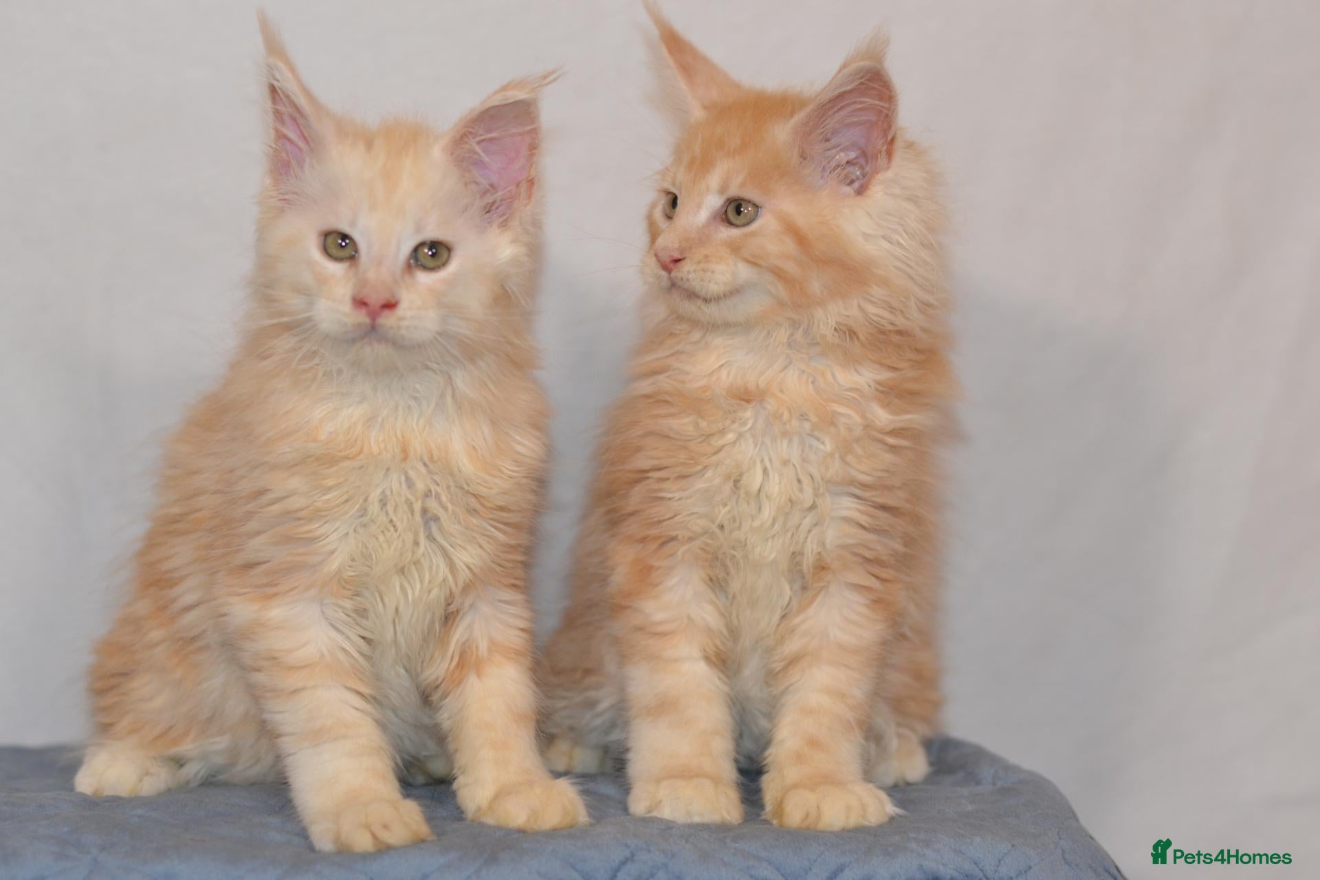 Maine Coon cats for sale: Tica Maine Coon Kittens available for reservation - Advert 1