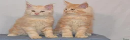 Maine Coon cats for sale: Tica Maine Coon Kittens available for reservation - Advert 1