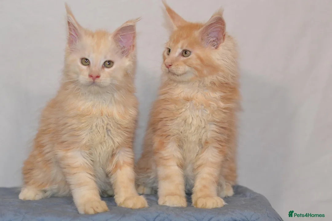 Maine Coon cats for sale: Tica Maine Coon Kittens available for reservation - Advert 1
