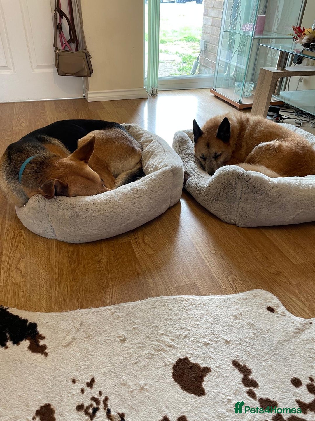 Mixed Breed dogs for adoption: Stunning Alfonz ready for love - Image 24