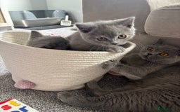 British Shorthair cats for sale: 🩵 1 blue/cream tortie BSH left to reserve 🩵 - Image 22