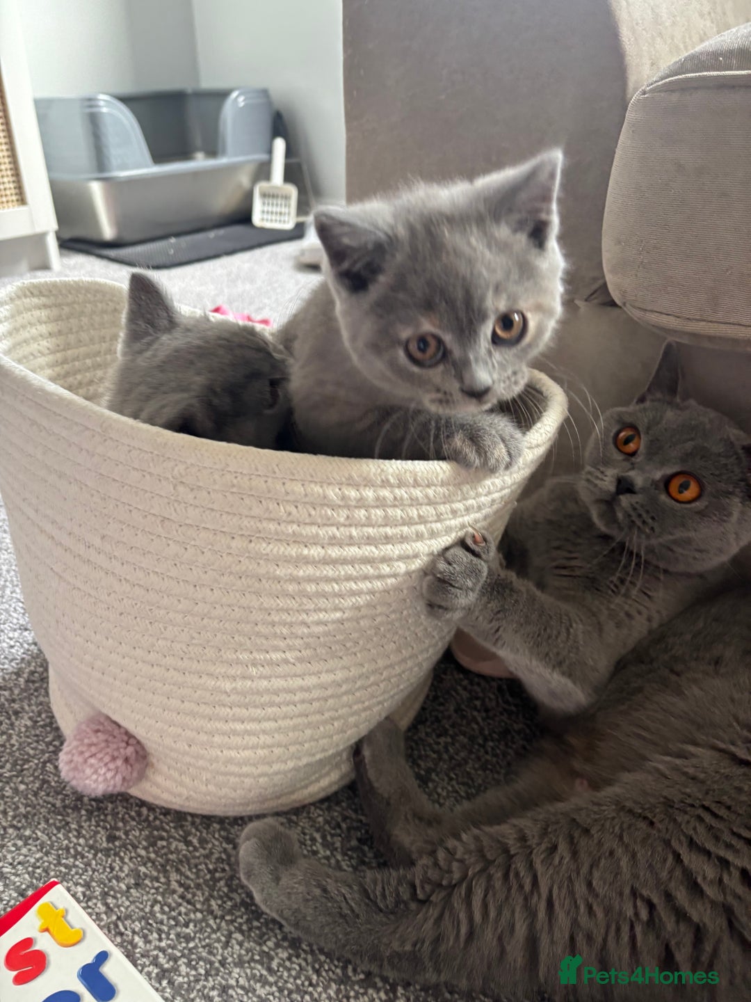 British Shorthair cats for sale: 🩵 1 blue/cream tortie BSH left to reserve 🩵 - Image 22