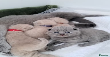 British Shorthair cats - Advert 3