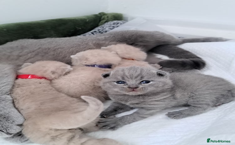 British Shorthair cats - Advert 3