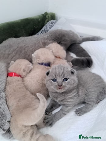 British Shorthair cats - Advert 3