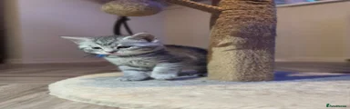 Mixed Breed Kitten 4