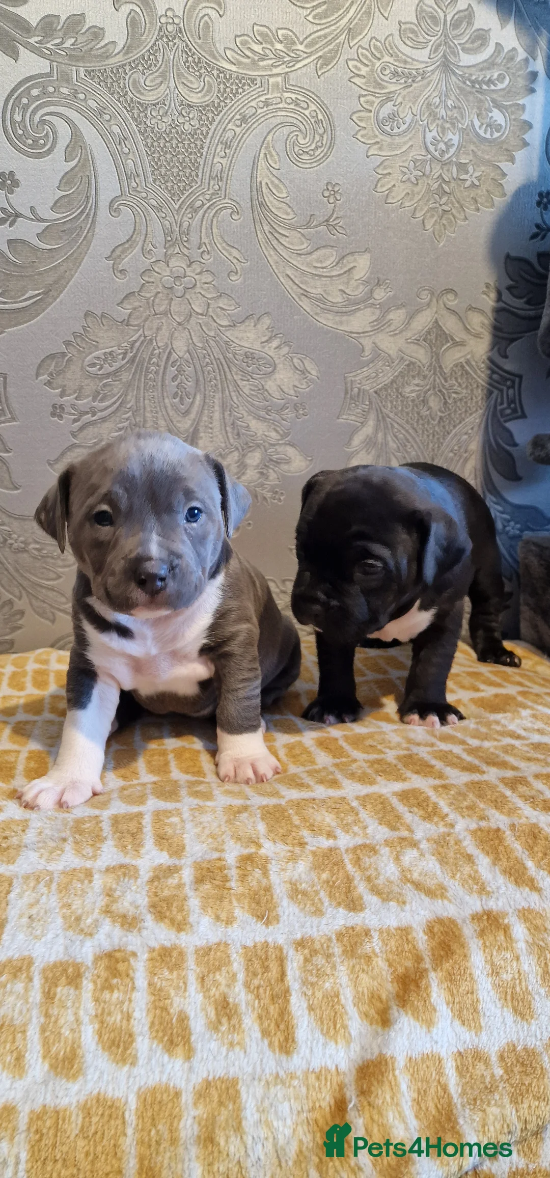 Staffordshire Bull Terrier dogs for sale: Staffordshire Bull terrier puppies  - Advert 5