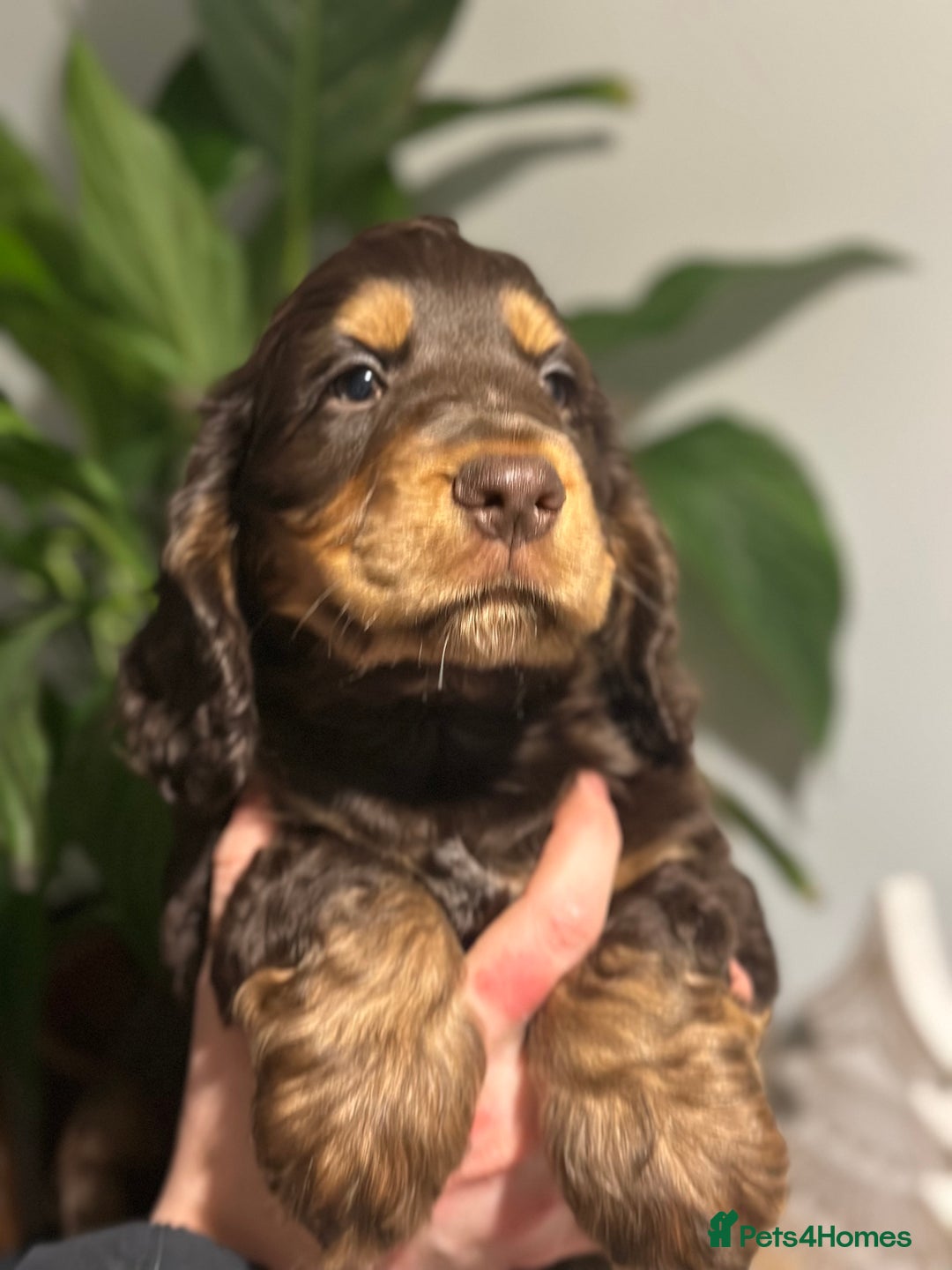 Cocker Spaniel dogs for sale: Beautiful Cocker spaniel pups ready this weekend - Advert 12