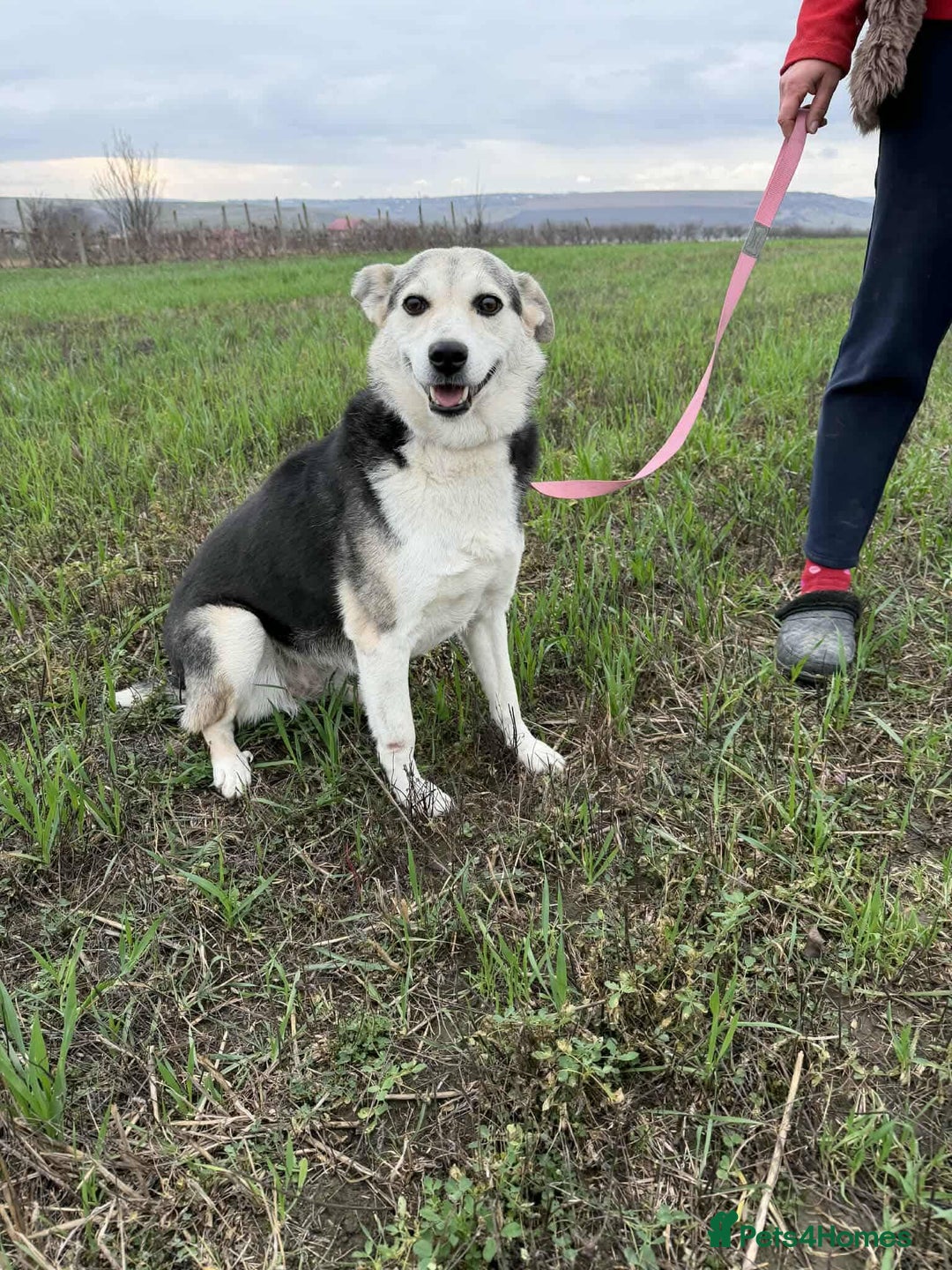 Mixed Breed dogs for adoption: Cindy for adoption - Advert 7