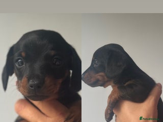 Miniature Dachshund dogs - Advert 1