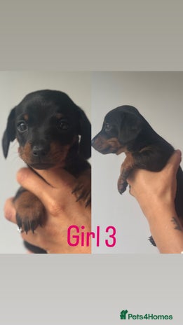 Miniature Dachshund dogs - Advert 1