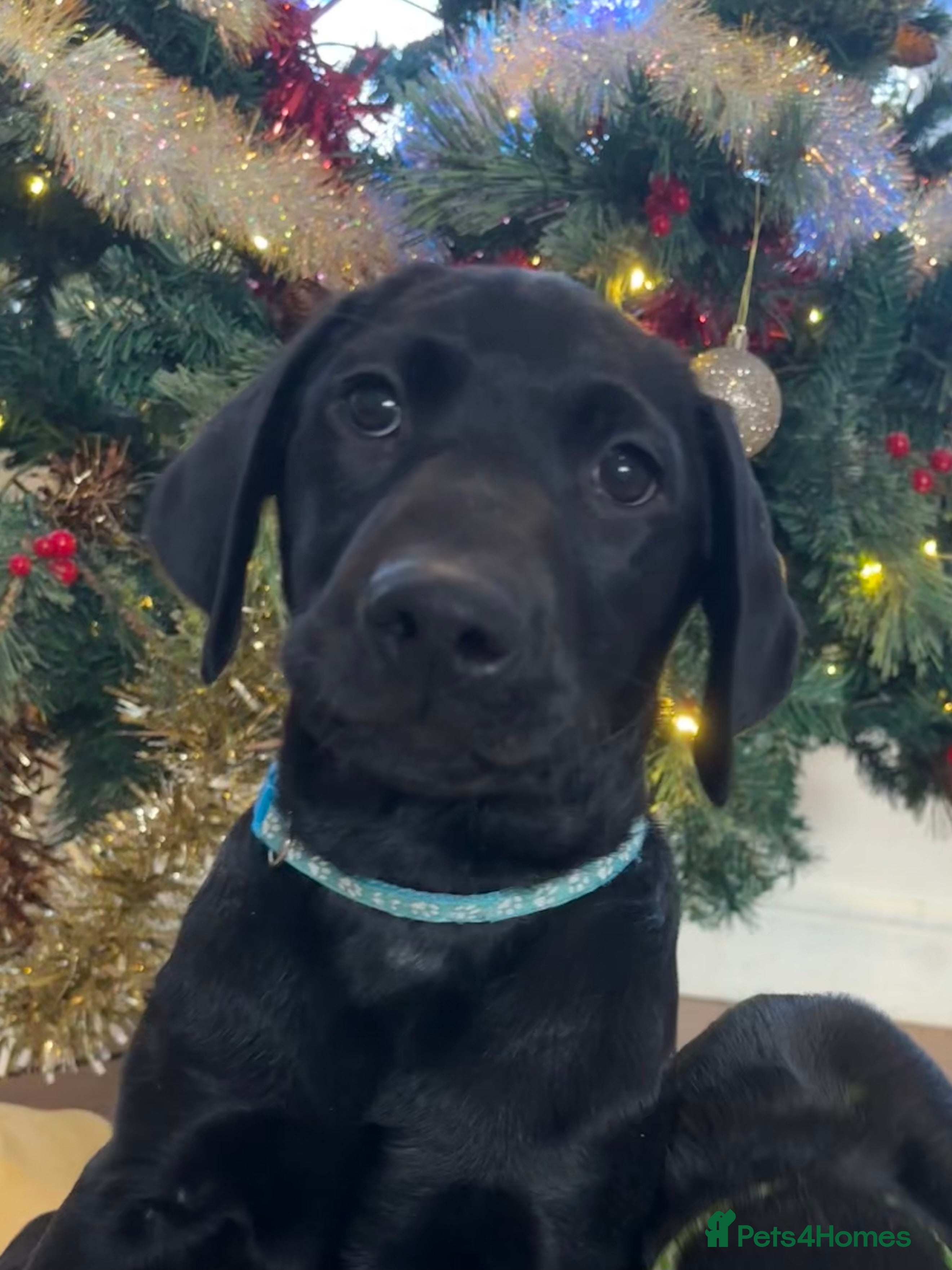 Labrador Retriever dogs KC Fully Health Tested Outstanding Working Line - Advert 3