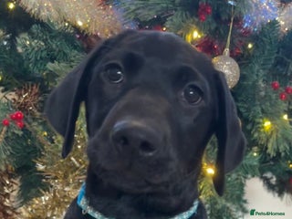 Labrador Retriever dogs KC Fully Health Tested Outstanding Working Line - Advert 3