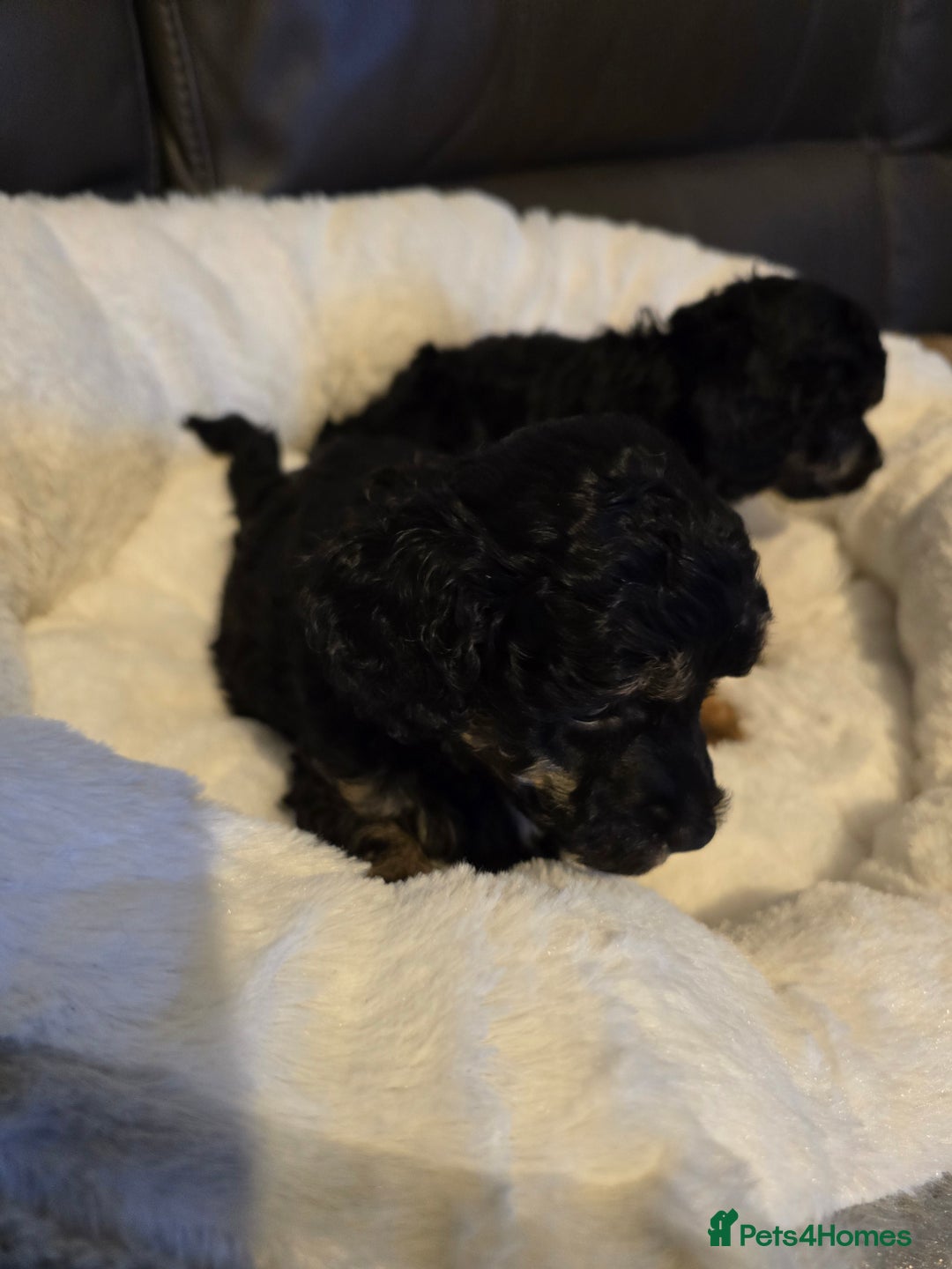 Miniature Poodle dogs for sale: 4 Amazing miniature poodles  - Advert 20