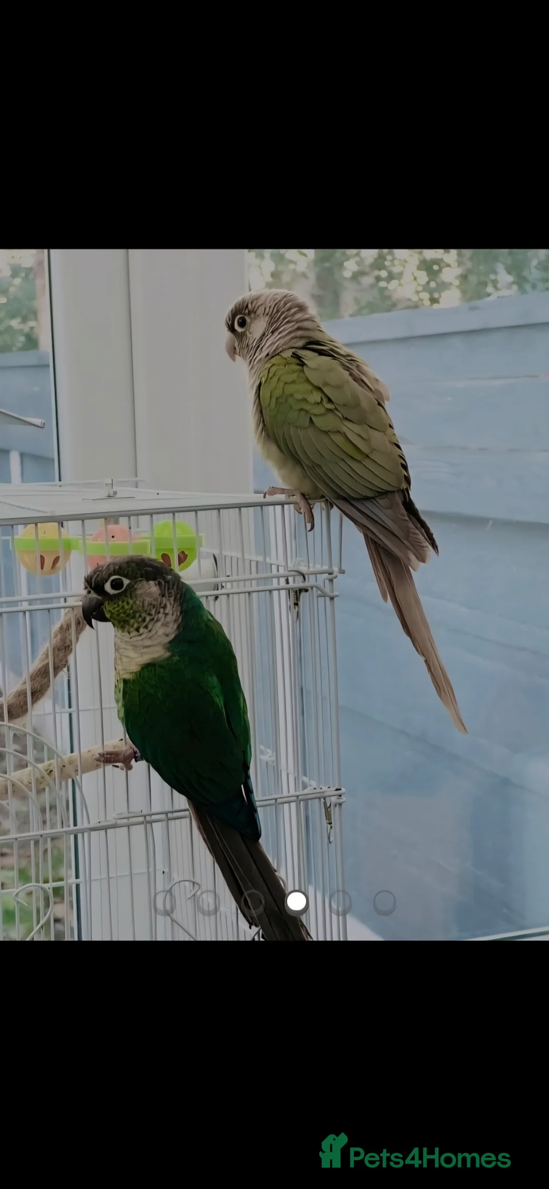 Conures birds for sale: conures  - Advert 2