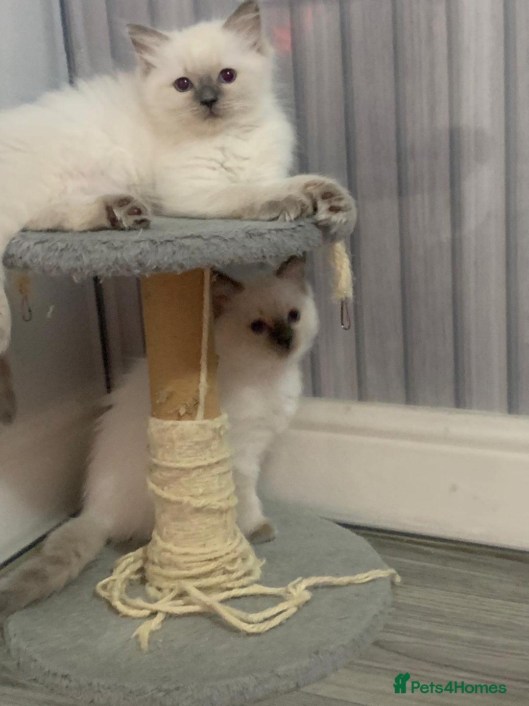 Ragdoll cats for sale: Stunning Ragdoll Kittens - Vax and chipped  - Image 7