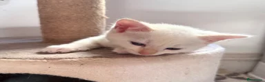 Ragdoll 4