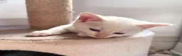 Ragdoll cats for sale: Ragdoll x Snow Bengal kittens 🐾 in Bude - Advert 11