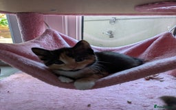 Mixed Breed cats for sale: Kittens 2 litters - Image 9