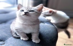 British Shorthair cats for sale: Now Ready to leave! Cute Little British Shorthair - Image 30
