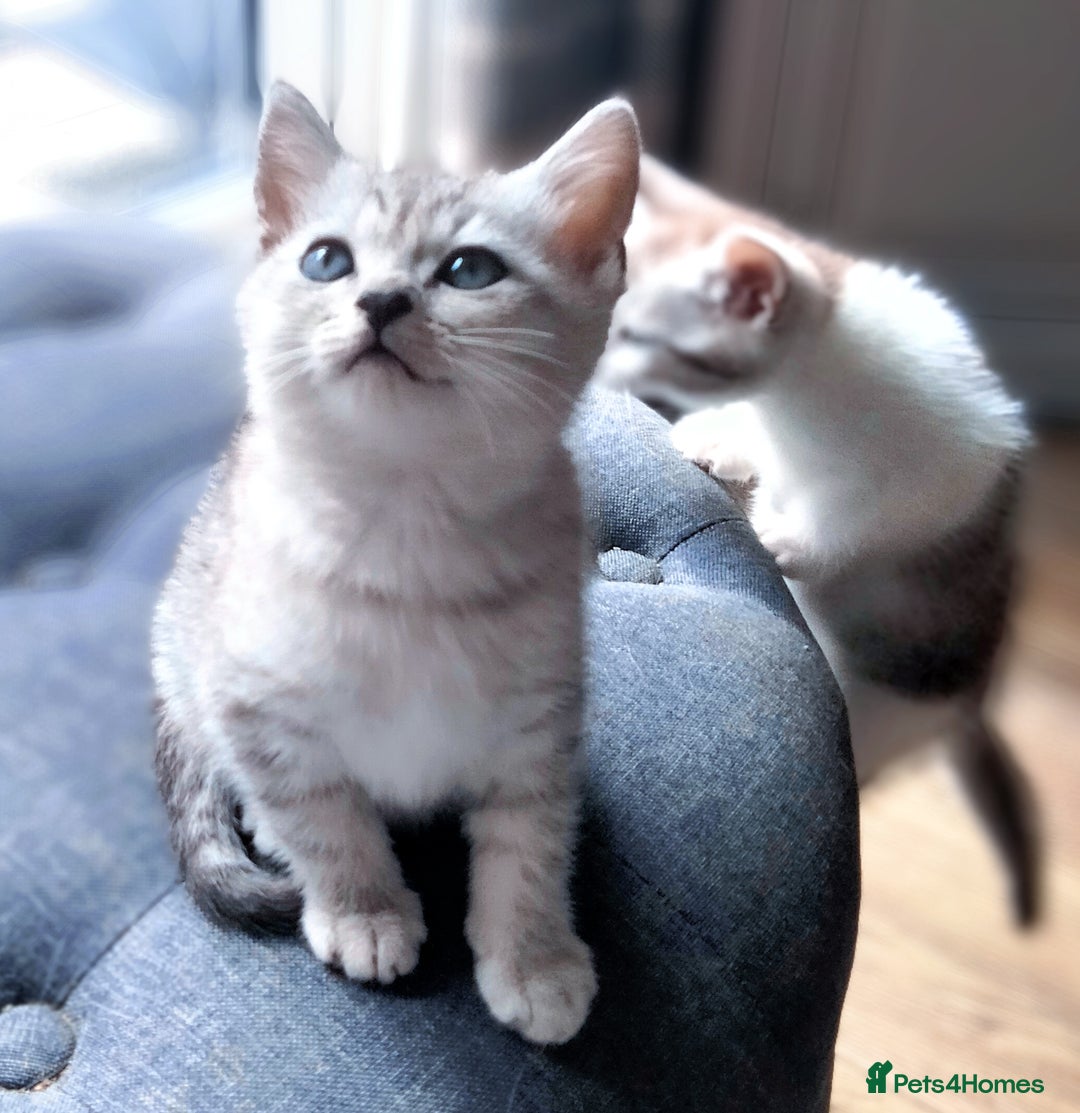 British Shorthair cats for sale: Now Ready to leave! Cute Little British Shorthair - Image 30