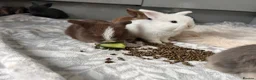 Mini Lop rabbits for sale: Pure Mini Lop babies  - Advert 15