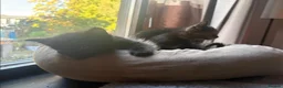 British Longhair cats for sale: 3 Lovely Kittens Looking for Their Forever Homes  - Advert 11