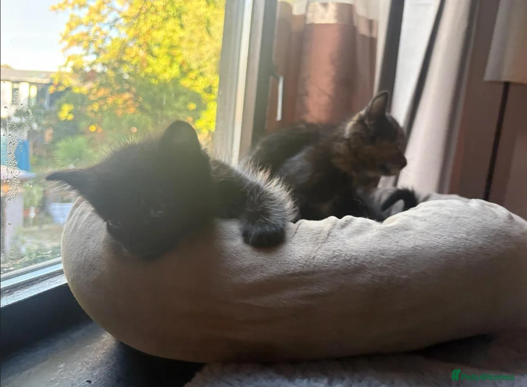 British Longhair cats for sale: 3 Lovely Kittens Looking for Their Forever Homes  - Advert 11