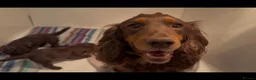 Cockapoo dogs for sale: F1 Cockapoo - Advert 6