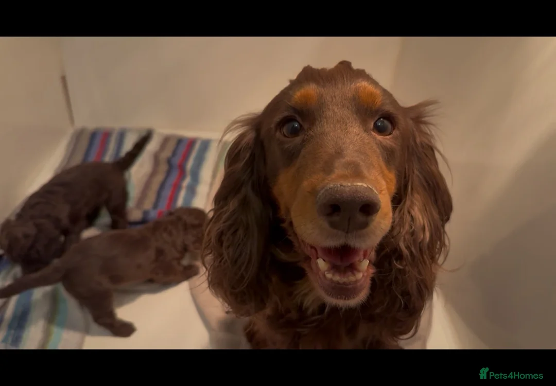 Cockapoo dogs for sale: F1 Cockapoo - Advert 6