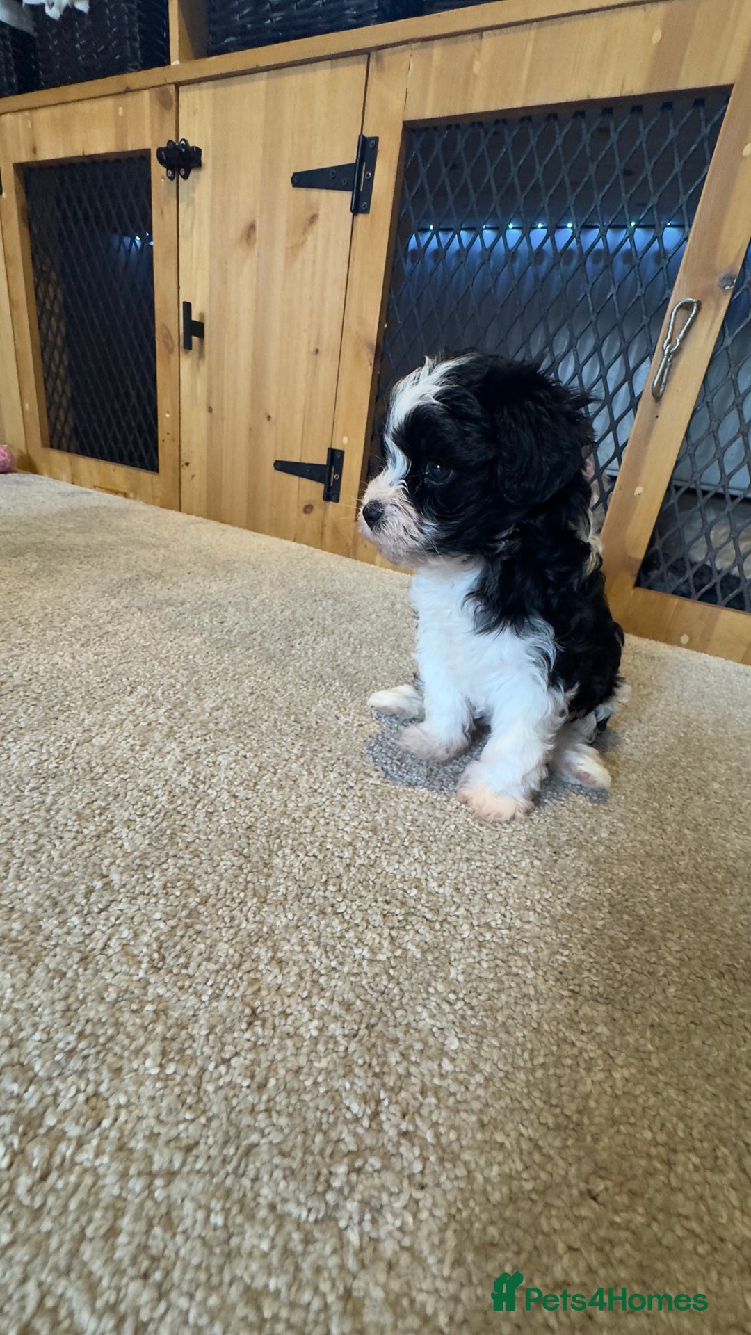 Yorkiepoo dogs for sale: Beautiful puppies  - Image 6