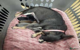 Chihuahua dogs for sale: Chihauhua Female For Sale  - Image 11