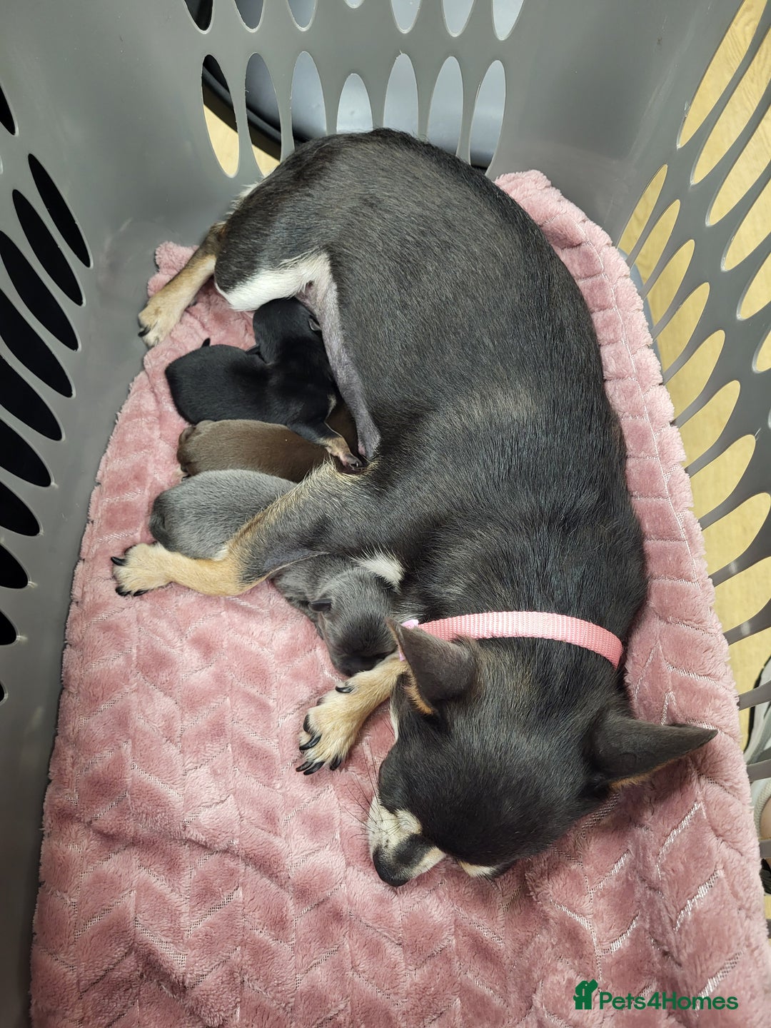 Chihuahua dogs for sale: Chihauhua Female For Sale  - Image 11