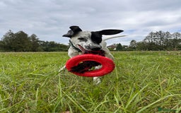 Mixed Breed dogs for sale: Male Dalmatian x Spaniel  in Glasgow - Image 4