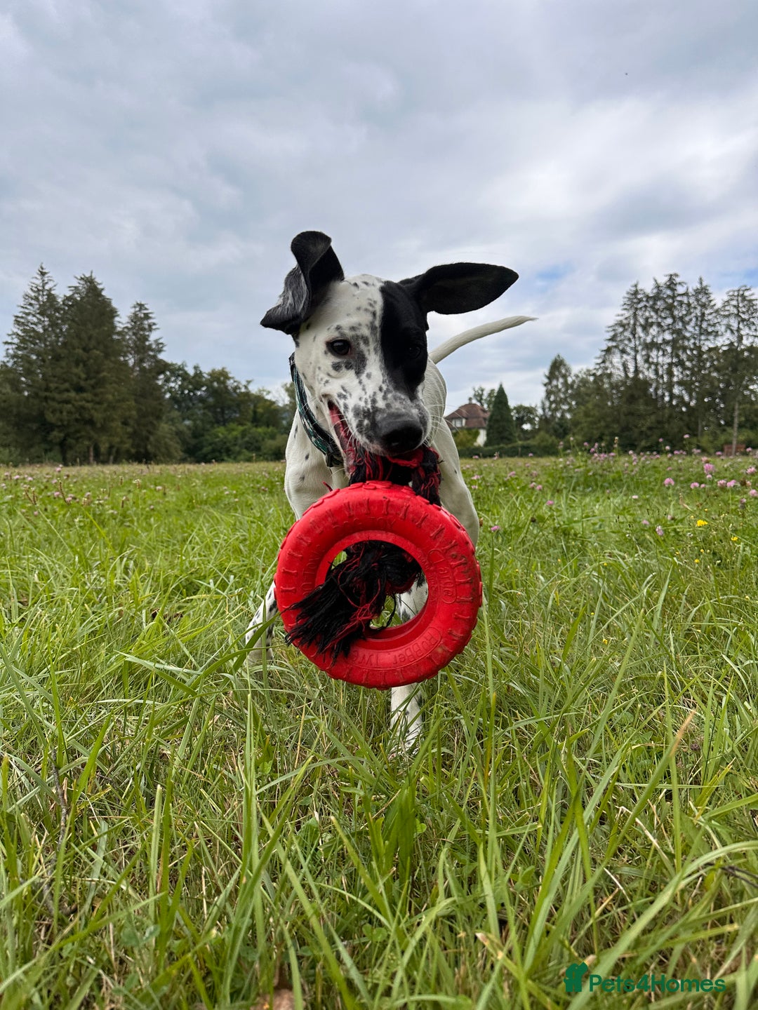 Mixed Breed dogs for sale: Male Dalmatian x Spaniel  in Glasgow - Image 4