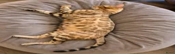 Bengal cats for sale: Prince and princesses seeking human slaves - Advert 8
